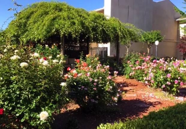Senior Living in Madera with beautiful flowing trees in our courtyard