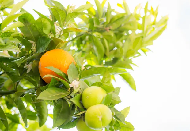 A close up of an orange tree