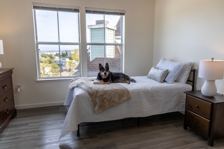 A cozy room with a warm atmosphere, featuring a bed, a friendly dog, and bright windows inviting nature inside.