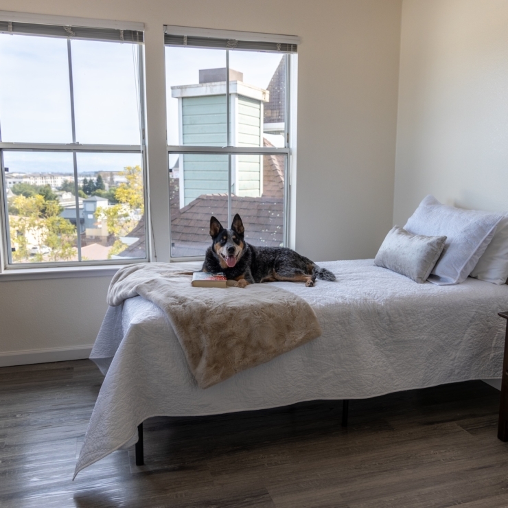 A welcoming room with natural light, featuring a friendly dog on a neatly made bed, exuding warmth and comfort.