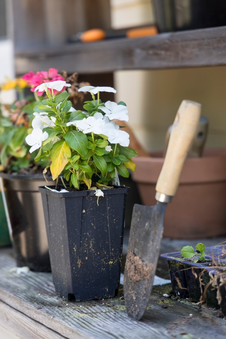 A nurturing garden scene with vibrant flowers and gardening tools, inviting community and growth.