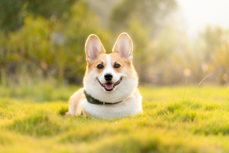 A happy corgi rests in a vibrant green field, radiating joy and warmth in a peaceful setting.