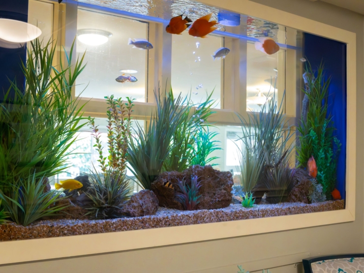 A vibrant aquarium filled with colorful fish and lush plants creates a serene, inviting atmosphere.