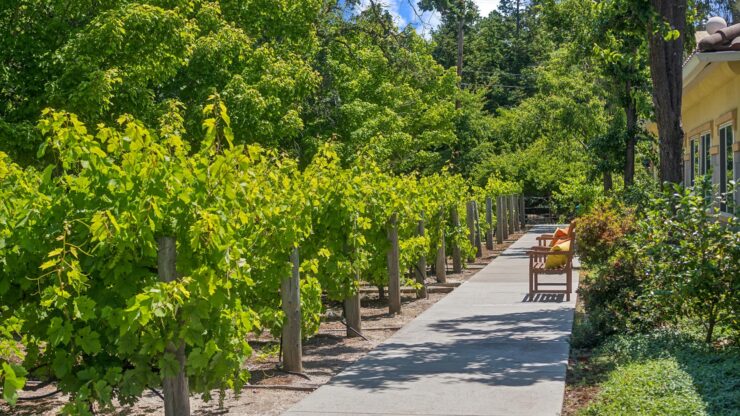 A serene pathway lined with lush greenery invites relaxation, fostering a sense of community and comfort.