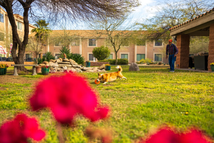 A vibrant courtyard with blooming flowers, a playful dog, and a resident enjoying the sunny day.