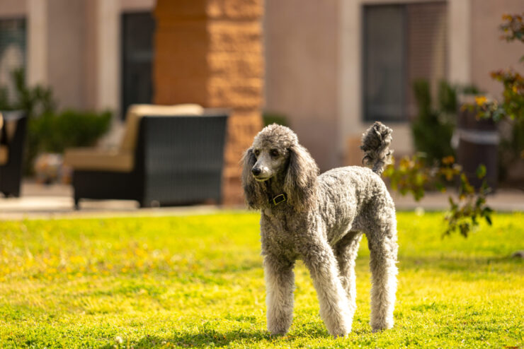 A friendly poodle enjoys the sunny lawn, surrounded by inviting seating and lush greenery.