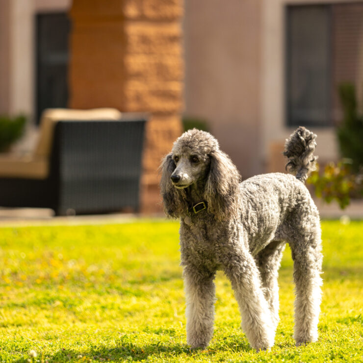 A friendly poodle enjoys the sunny lawn, surrounded by inviting seating and lush greenery.
