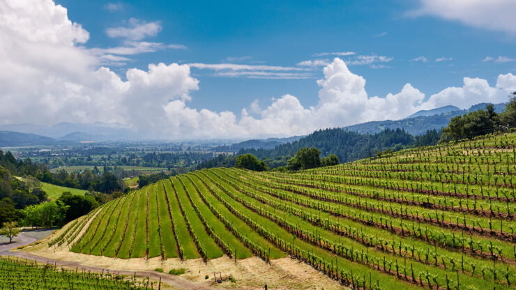 A serene vineyard landscape, showcasing lush green rows under a bright blue sky, invites tranquility and community.