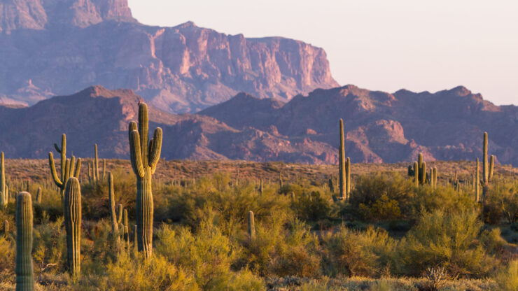 A serene desert landscape with majestic mountains and vibrant cacti, fostering community and tranquility.