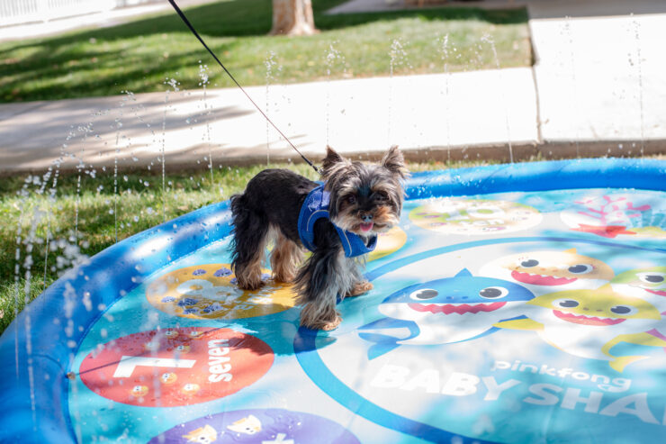 Small dog enjoying a sunny day in a playful splash pad surrounded by green lawn.
