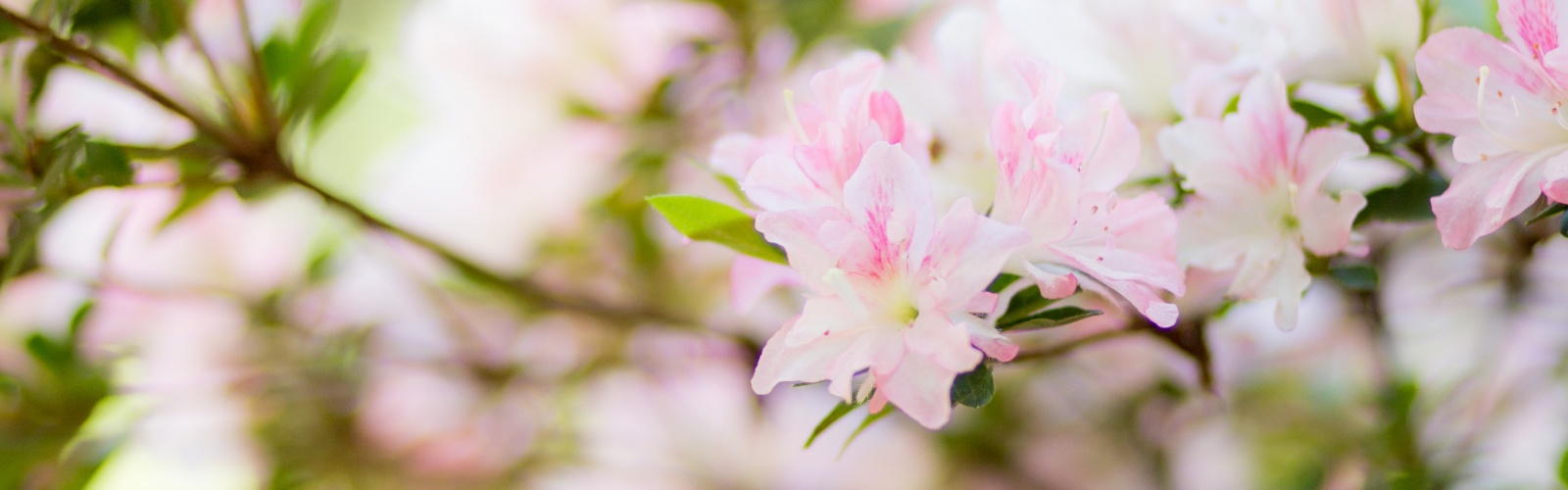 cherry blossoms blooming, Assisted living Rohnert Park